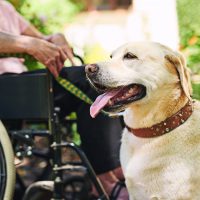 hes-duty-shot-senior-woman-wheelchair-with-her-dog-scaled