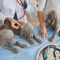 sleepy-puppies-examined-vet-scaled