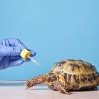 ves-drops-land-turtle-blue-background-veterinary-examination-reptiles-scaled